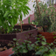 Orto in balcone