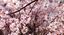 HANAMI Orto Botanico | 9 aprile