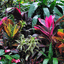 Giardino tropicale