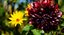 Giardininvaso | 2 ottobre