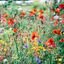 Il Giardiniere Selvatico – creare un giardino per passione