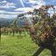 Tour a piedi da Selvapiana a Nipozzano fra boschi e vigneti
