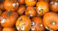 CAMPO DI ZUCCHE U-PICK A GALBIATE 08 ottobre
