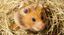 Are Golden Hamsters Good Pets for Companionship?
