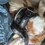CertaPet Issues & Complaints – Better Options to Try