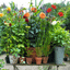 Arredare con le piante – creare un angolo verde