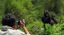 8-days Uganda – Chimps, Gorillas & Lions