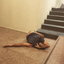 Nobody Nobody Nobody. It’s ok not to be ok, uno spettacolo di Daniele Ninarello
