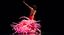 PINK LADY