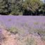 I racconti della lavanda