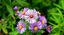 Giardininvaso | 2 ottobre