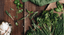 LE ERBE AROMATICHE E I LORO UTILIZZI