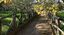 Sorrento Experience: Heritage Walk, Sea Views & Lemon Tour