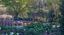 Sognando Monet: luci, colori e sfumature delle peonie in fiore!
