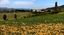 Tour alla scoperta della fioritura dell’iris nel Chianti