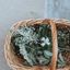 Foraging – il riconoscimento di piante spontanee buone da mangiare