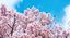 HANAMI Orto Botanico | 9 aprile