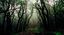 La mistica Vallombrosa e la Foresta di S.Antonio