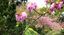 HANAMI Orto Botanico | 9 aprile