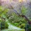 Sognando Monet: luci, colori e sfumature delle peonie in fiore!