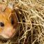 Are Golden Hamsters Good Pets for Companionship?