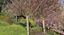 HANAMI Orto Botanico | 10 aprile