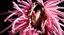 Pink Lady