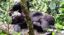 8-days Uganda – Chimps, Gorillas & Lions