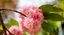 HANAMI Orto Botanico | 4 aprile 2026