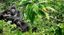 8-days Uganda – Chimps, Gorillas & Lions