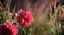 ROMA NATURE WEEK | 12 ottobre 2024