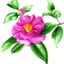 Disegno Botanico – Fiori ad acquerello