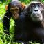 8-days Uganda – Chimps, Gorillas & Lions